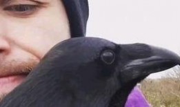 渡鸦在线观看,穿越时空的神秘之旅