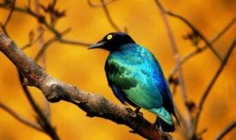 策划八哥爆料图怎么做视频,视频制作攻略全解析