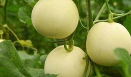 还原甜瓜爆料视频大全,视频大全揭秘幕后真相