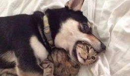 猫咪冠军爆料视频大全集,视频大全集幕后故事