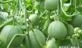 还原甜瓜爆料视频大全,视频大全揭秘幕后真相