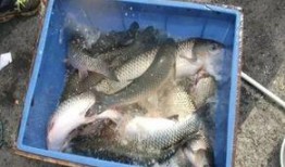 钓鱼饵料爆料怎么做视频