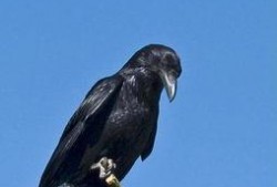 渡鸦在线观看,穿越时空的神秘之旅