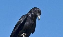 渡鸦在线观看,穿越时空的神秘之旅