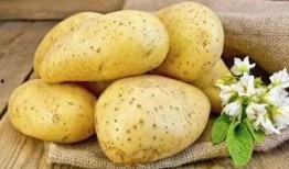 土豆bug直播网红吃瓜,揭秘娱乐圈幕后真相