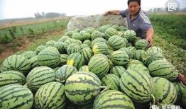 吃瓜的娱乐号是什么,吃瓜群众热议的娱乐号背后的故事