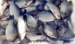 钓鱼饵料爆料怎么做视频