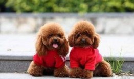 天涯爆料泰迪照片视频,泰迪萌态照片视频走红网络