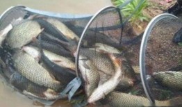 钓鱼饵料爆料怎么做视频