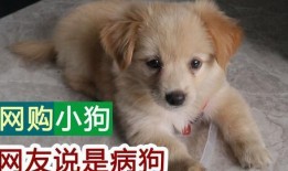 小宝爆料狗贩子视频,小宝爆料狗贩子残忍行径视频曝光