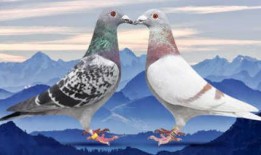 策划八哥爆料图怎么做视频,视频制作攻略全解析