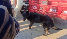 小宝爆料狗贩子视频,小宝爆料狗贩子残忍行径视频曝光