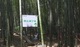 竹林小区新闻爆料事件,揭秘社区热点事件背后的真相