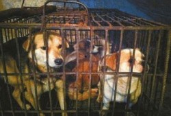 小宝爆料狗贩子视频,小宝爆料狗贩子残忍行径视频曝光