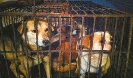 小宝爆料狗贩子视频,小宝爆料狗贩子残忍行径视频曝光