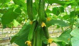 莒县网红吃瓜群微信,揭秘微信朋友圈里的热门话题与趣味生活