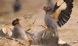 策划八哥爆料图怎么做视频,视频制作攻略全解析